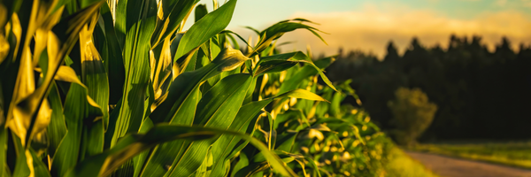 A farm with corn and sun